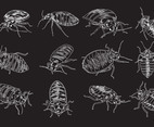 Bed Bug Illustration Set