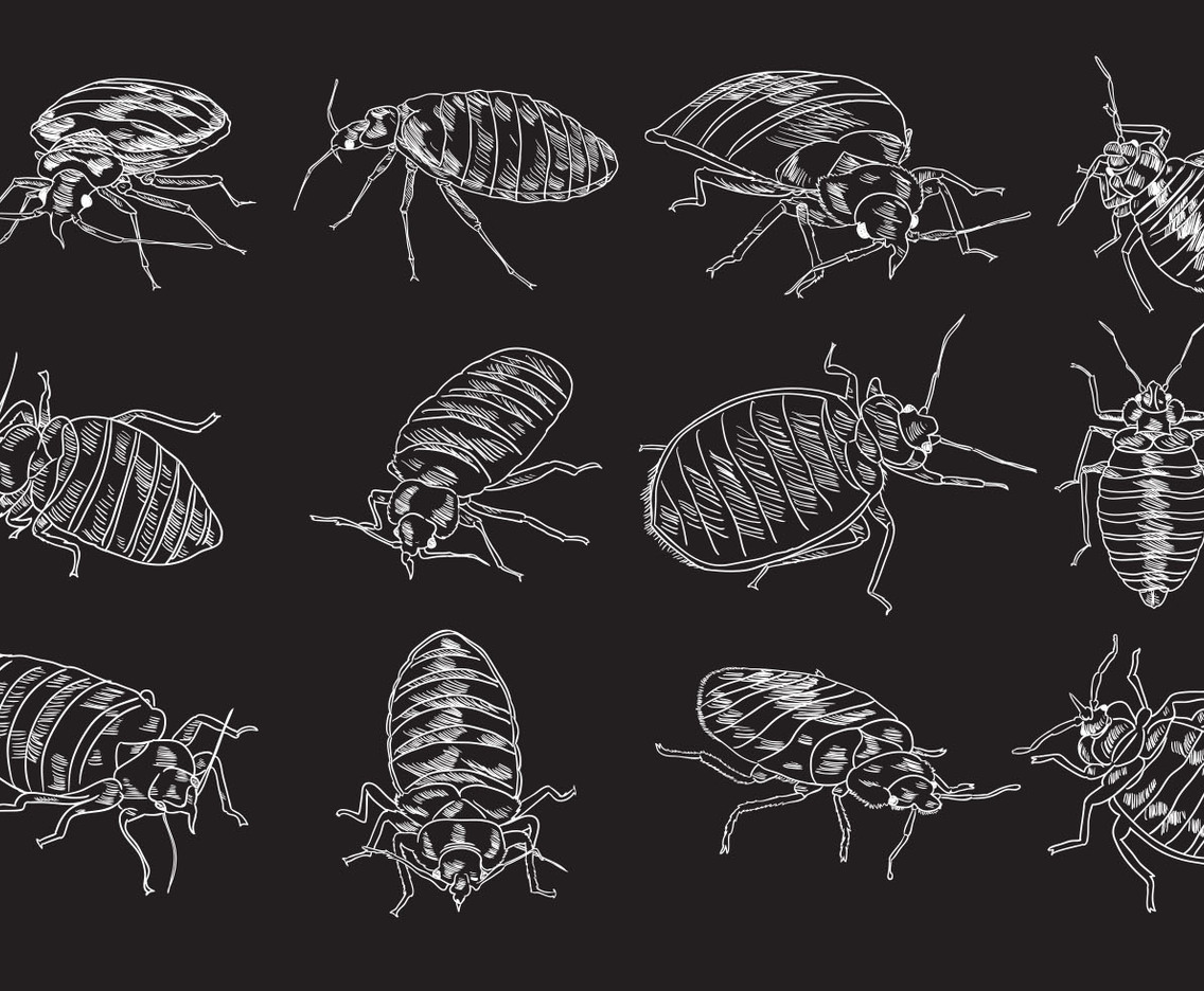 Bed Bug Illustration Set