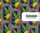 Calendula Background