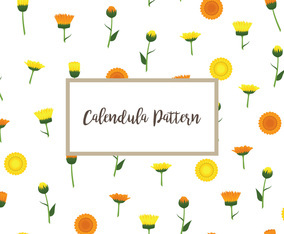 Calendula Pattern