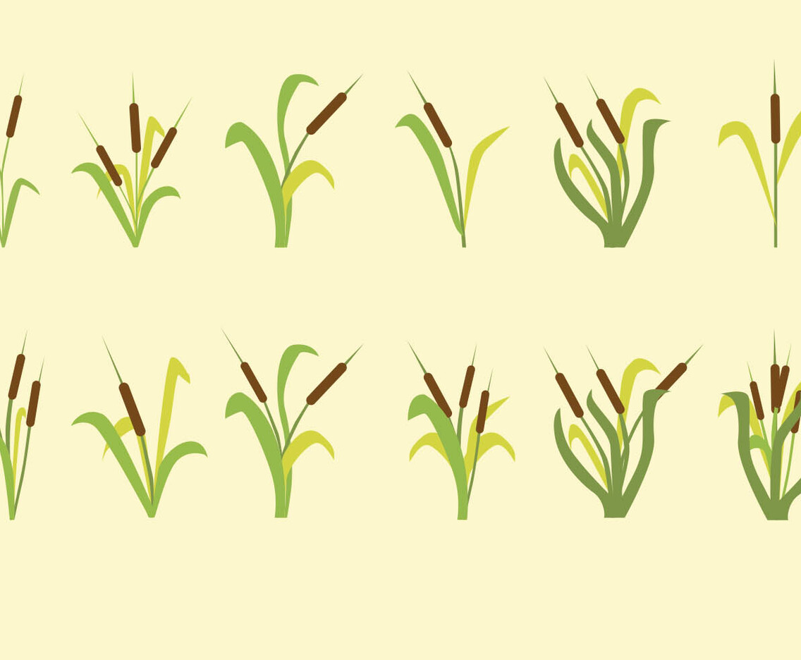 Cattails Vector Icon