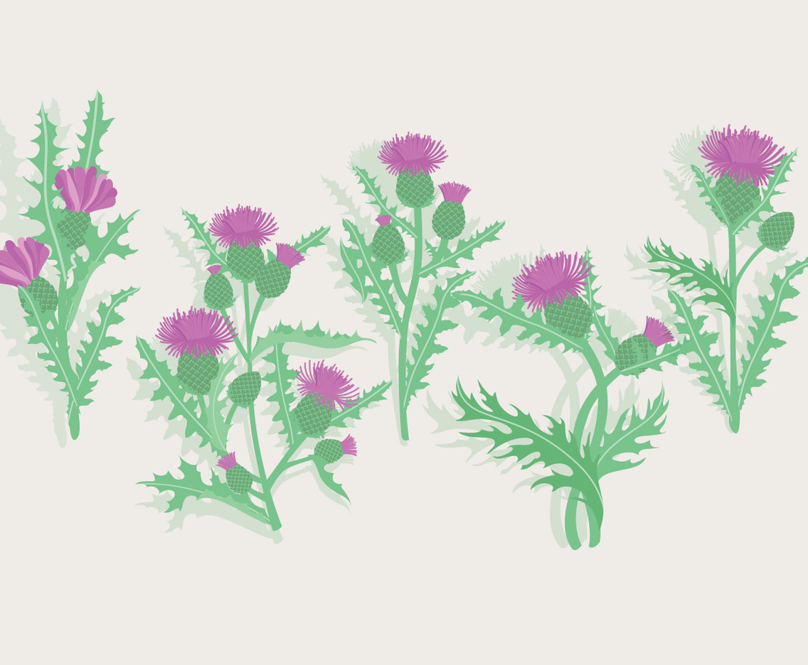 Thistle Vector