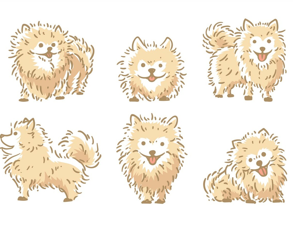 Pomeranian Vector