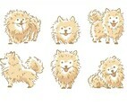 Pomeranian Vector