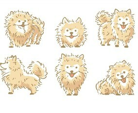 Pomeranian Vector