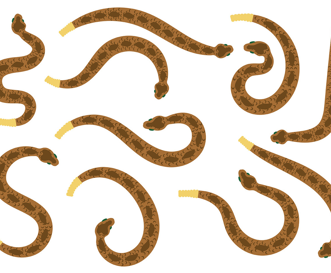 Rattlesnake Vector