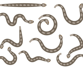 Rattlesnake Vector
