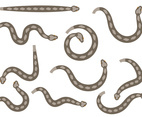 Rattlesnake Vector