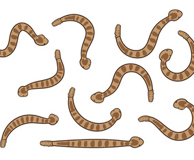 Rattlesnake Vector