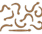 Rattlesnake Vector