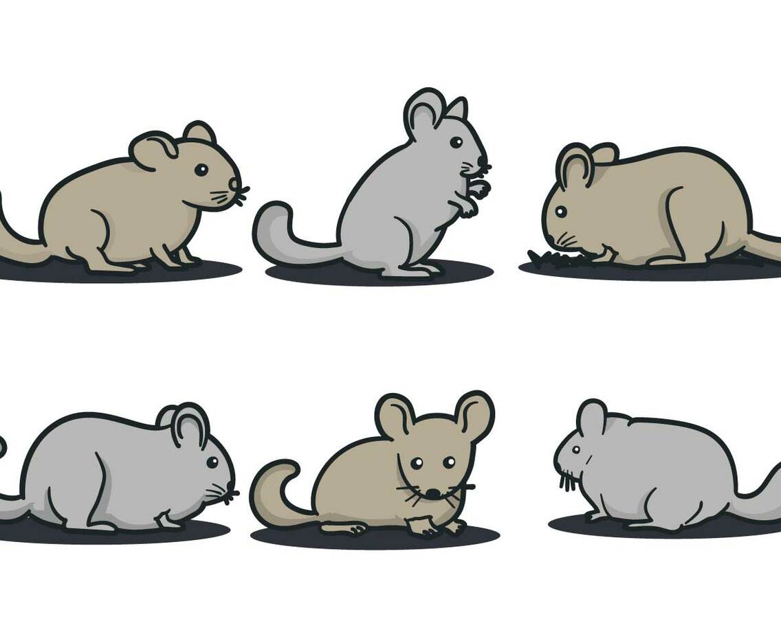Chinchilla Vector