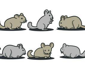 Chinchilla Vector