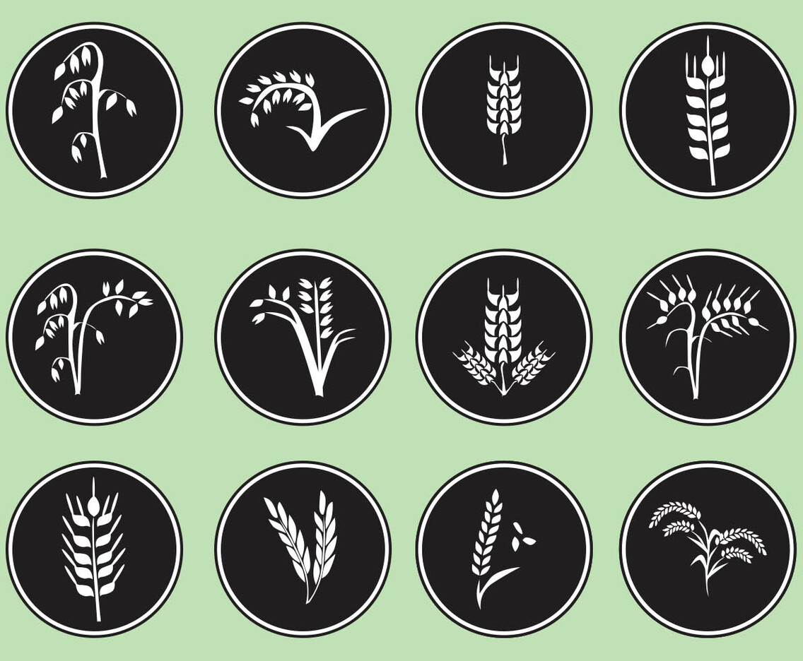 Type Of Grain Vectors