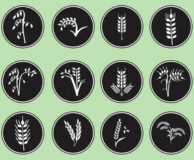 Type Of Grain Vectors