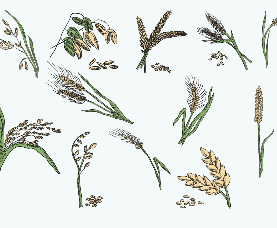 Vector Illustration Oats Collection