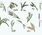 Vector Illustration Oats Collection