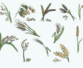 Vector Illustration Oats Collection
