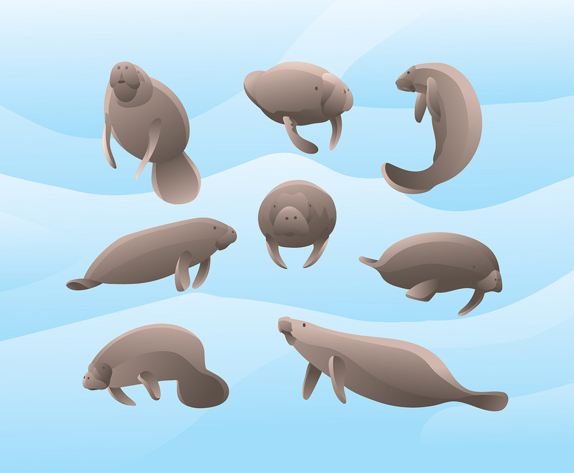 Manatee Vector