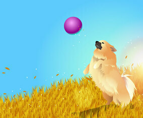 Pomeranian Playing