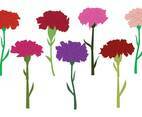 Carnation Vector