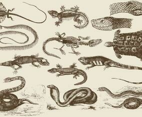 Reptile Illustrations