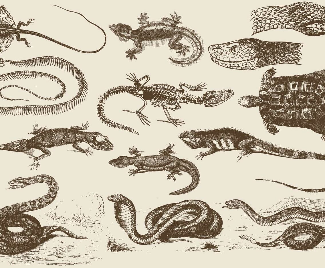 Reptile Illustrations