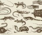 Reptile Illustrations