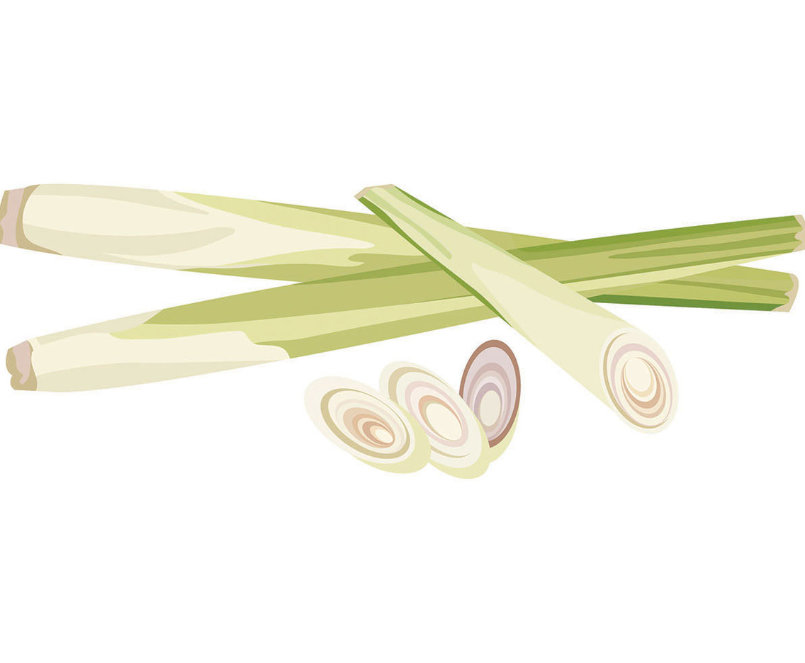 Lemongrass Vector