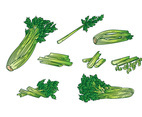 Celery Vector
