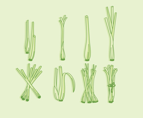 Lemongrass Vector