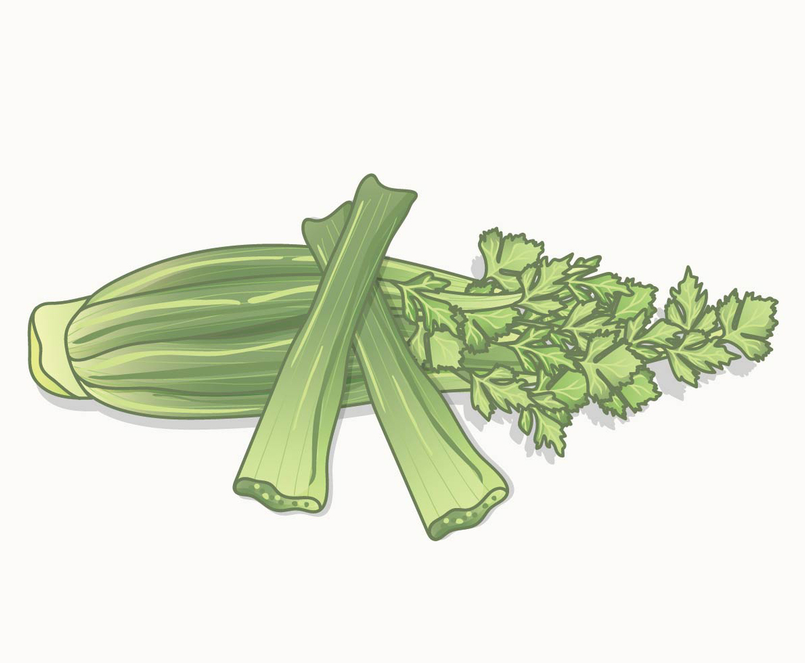 Celery Vector