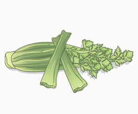 Celery Vector