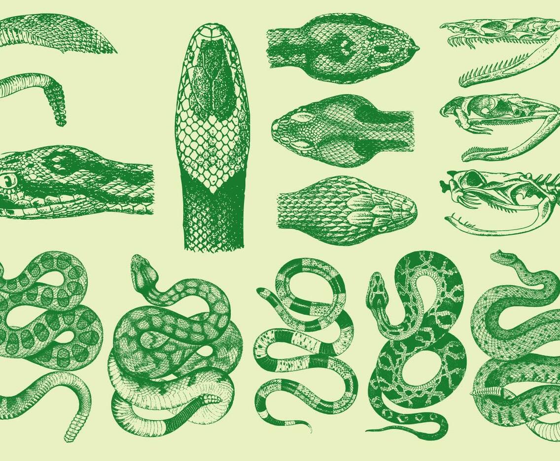 Vintage Snakes