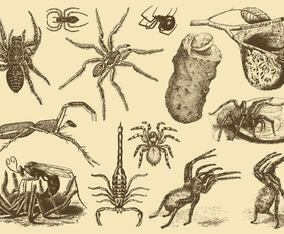 Poisonous Arachnids