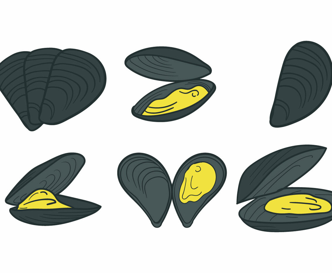 Mussel Vector