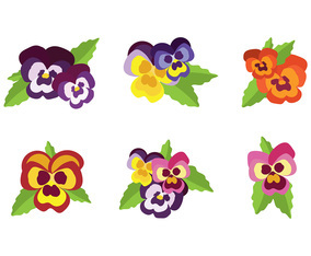 Pansy Vector