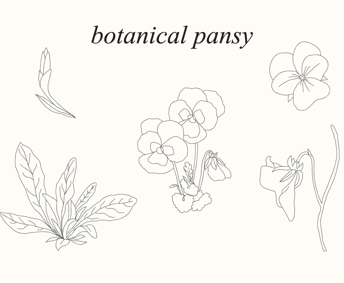 Botanical Pansy