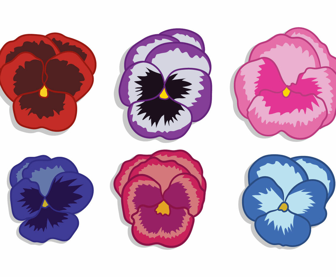 Pansy Vector