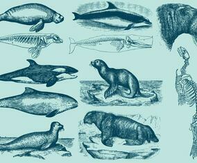 Aquatic Mammals