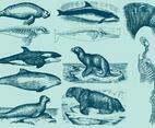 Aquatic Mammals