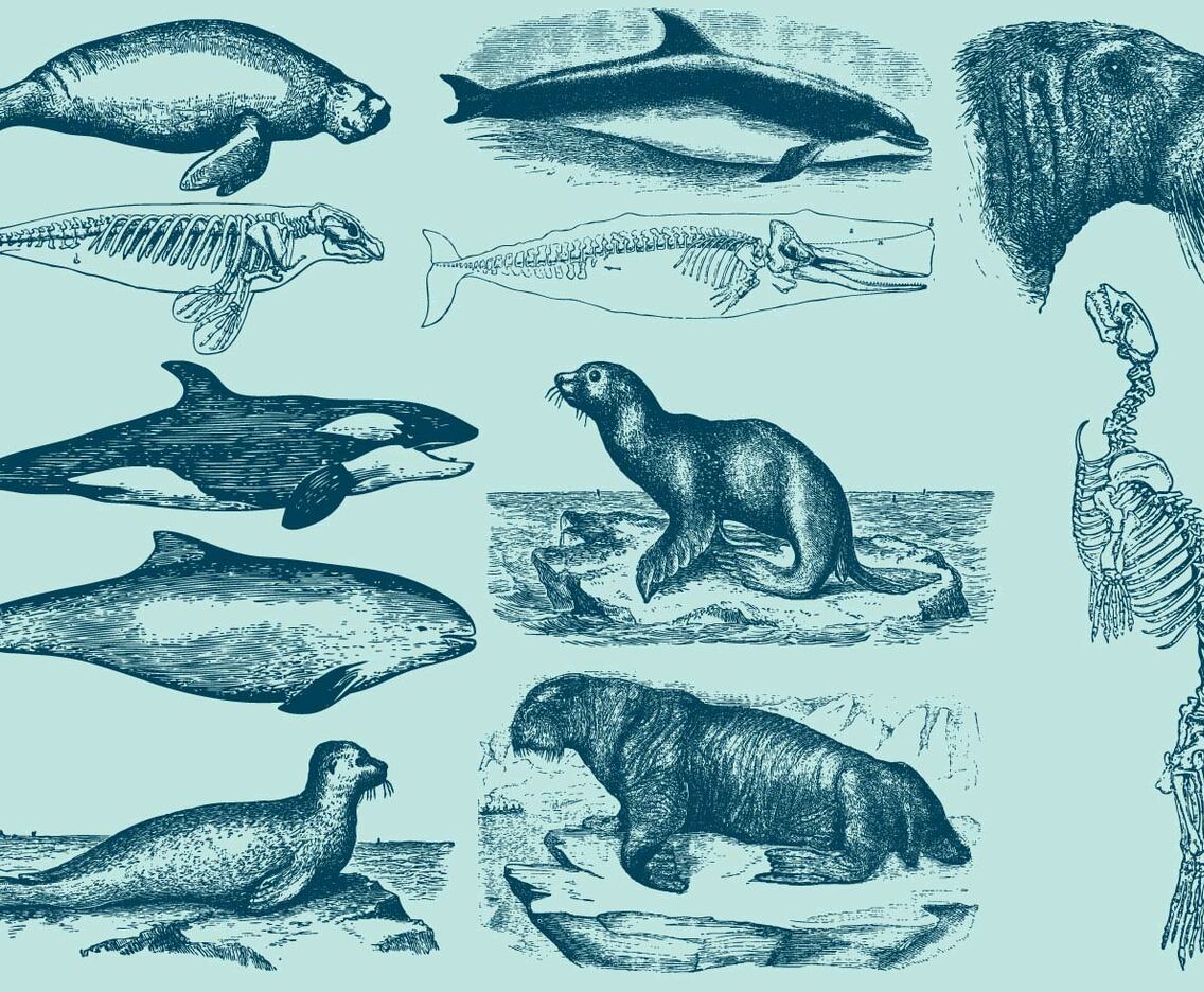 Aquatic Mammals