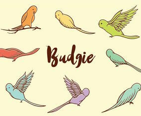 Free Budgie Vector
