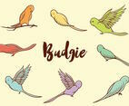 Free Budgie Vector