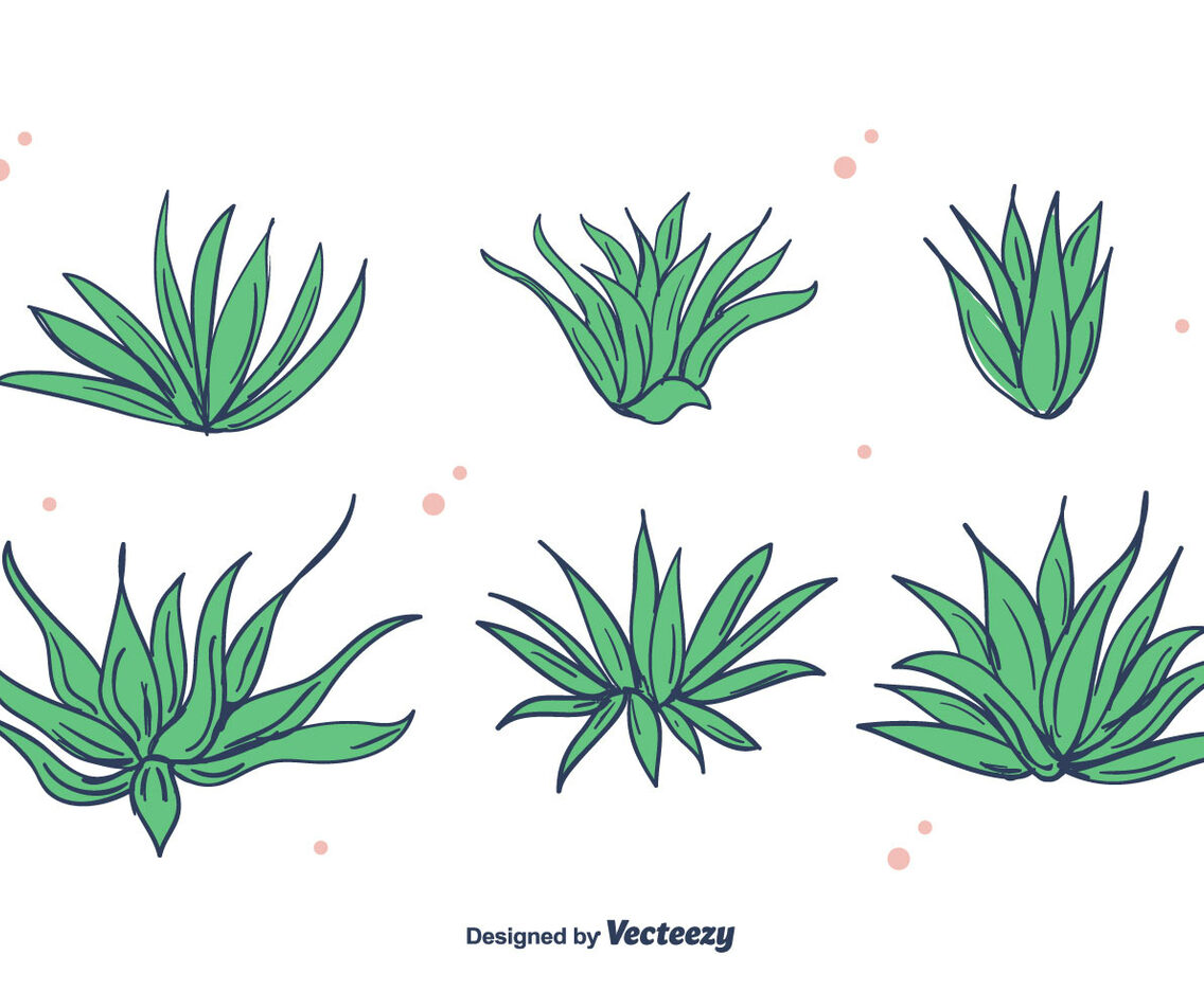 Maguey Vector
