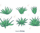 Maguey Vector