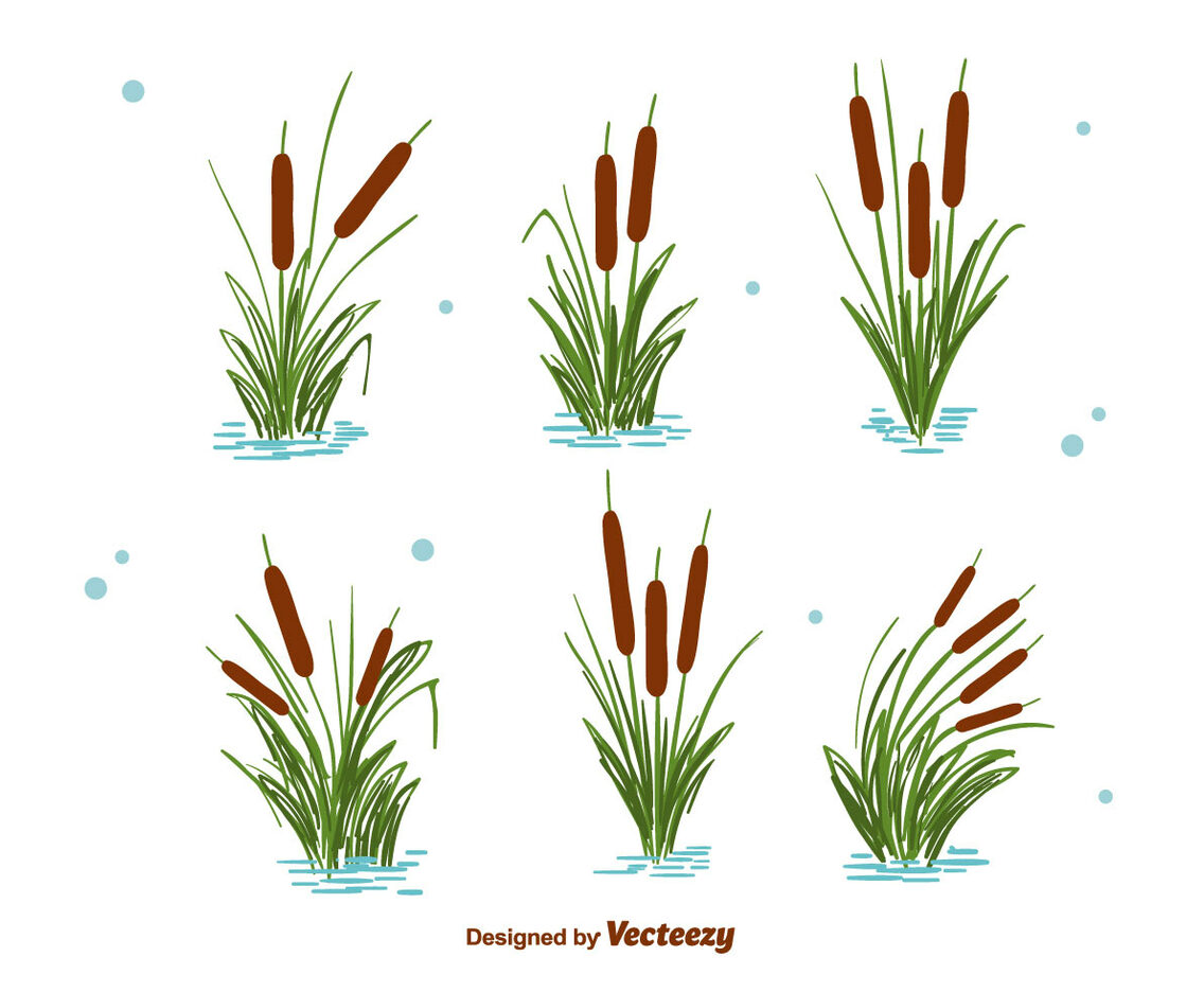 Cattails Set Vector