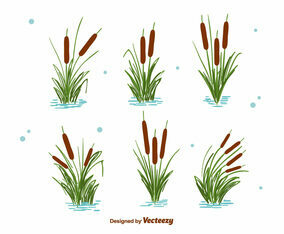 Cattails Set Vector
