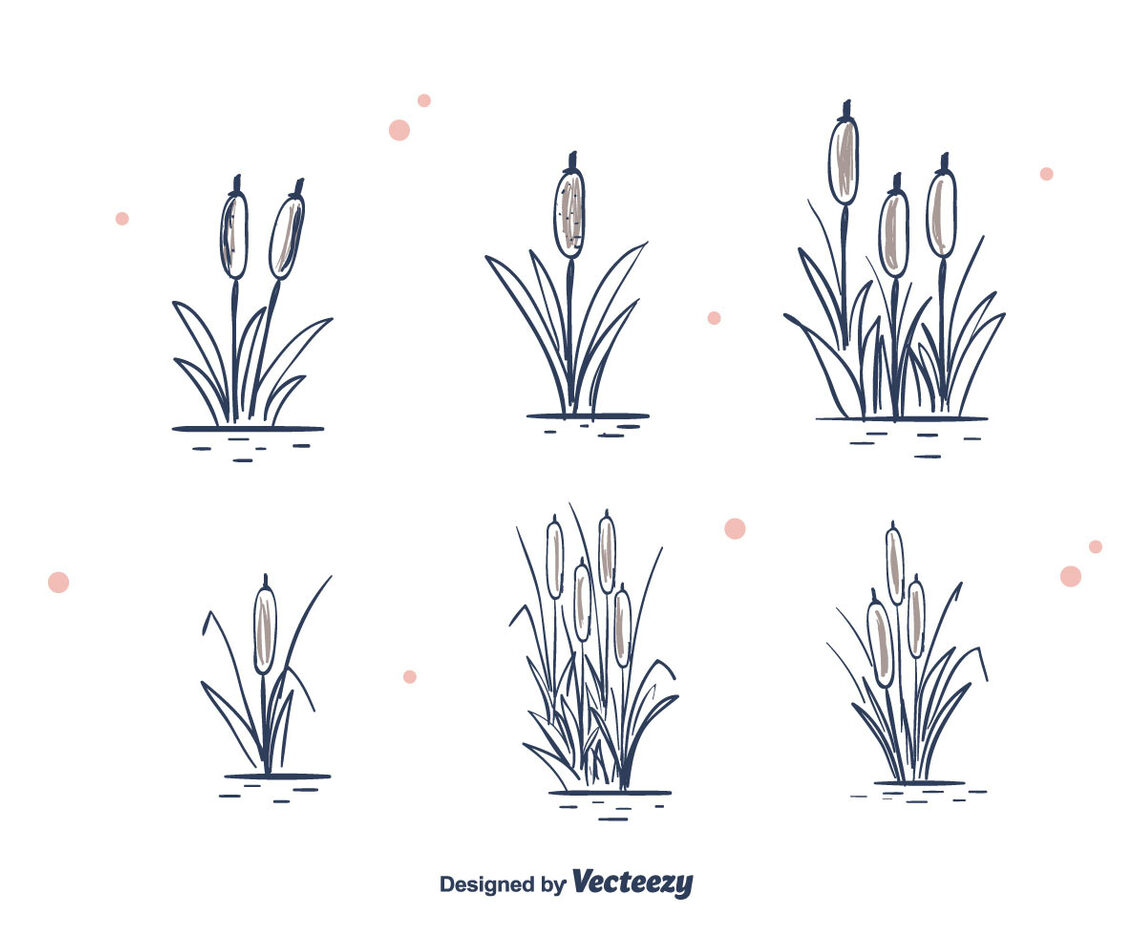 Hand Drawn Cattails Vector
