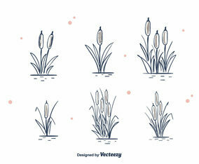Hand Drawn Cattails Vector