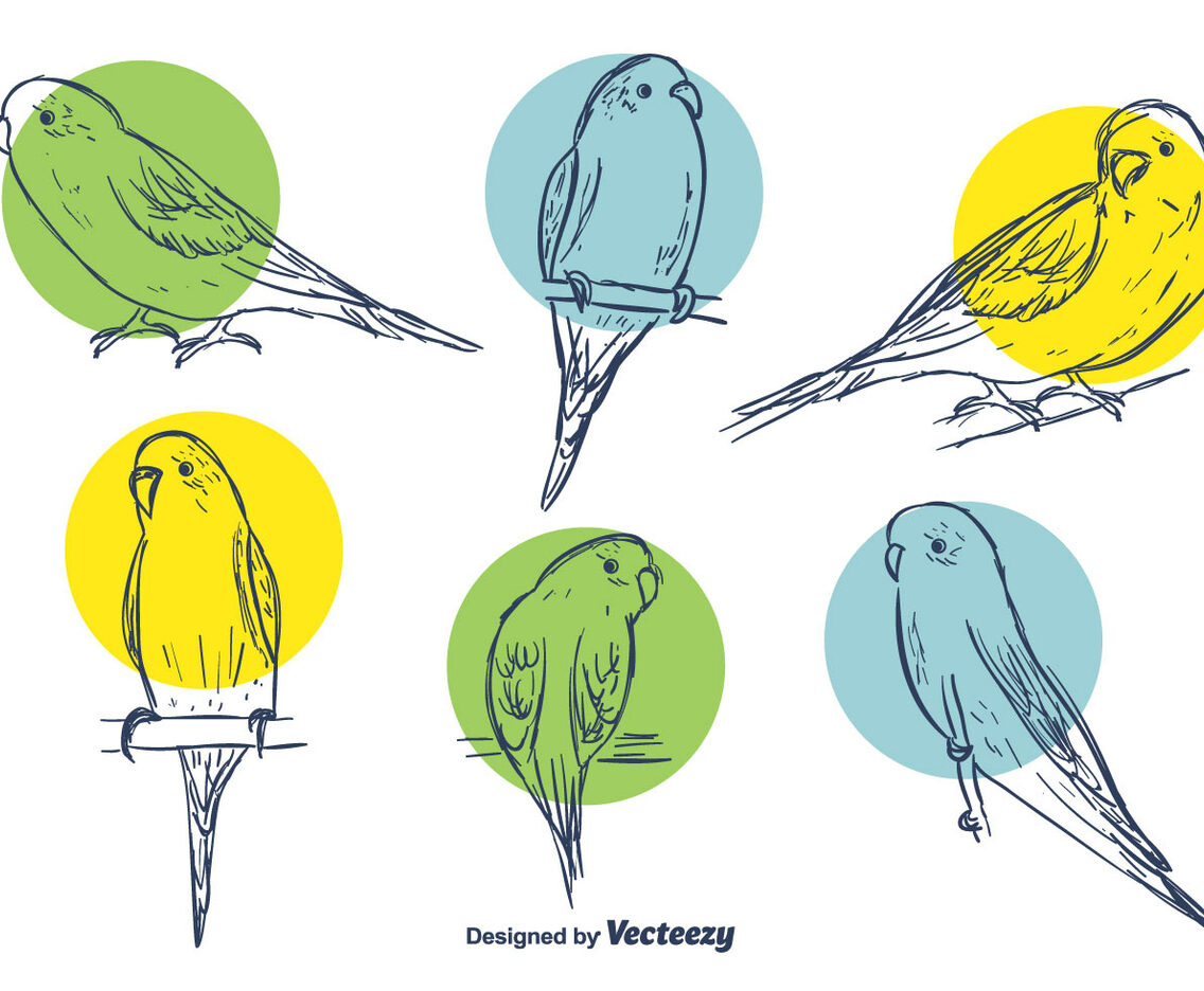 Budgie Vector Set